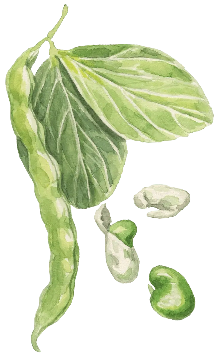 Bean Decoration