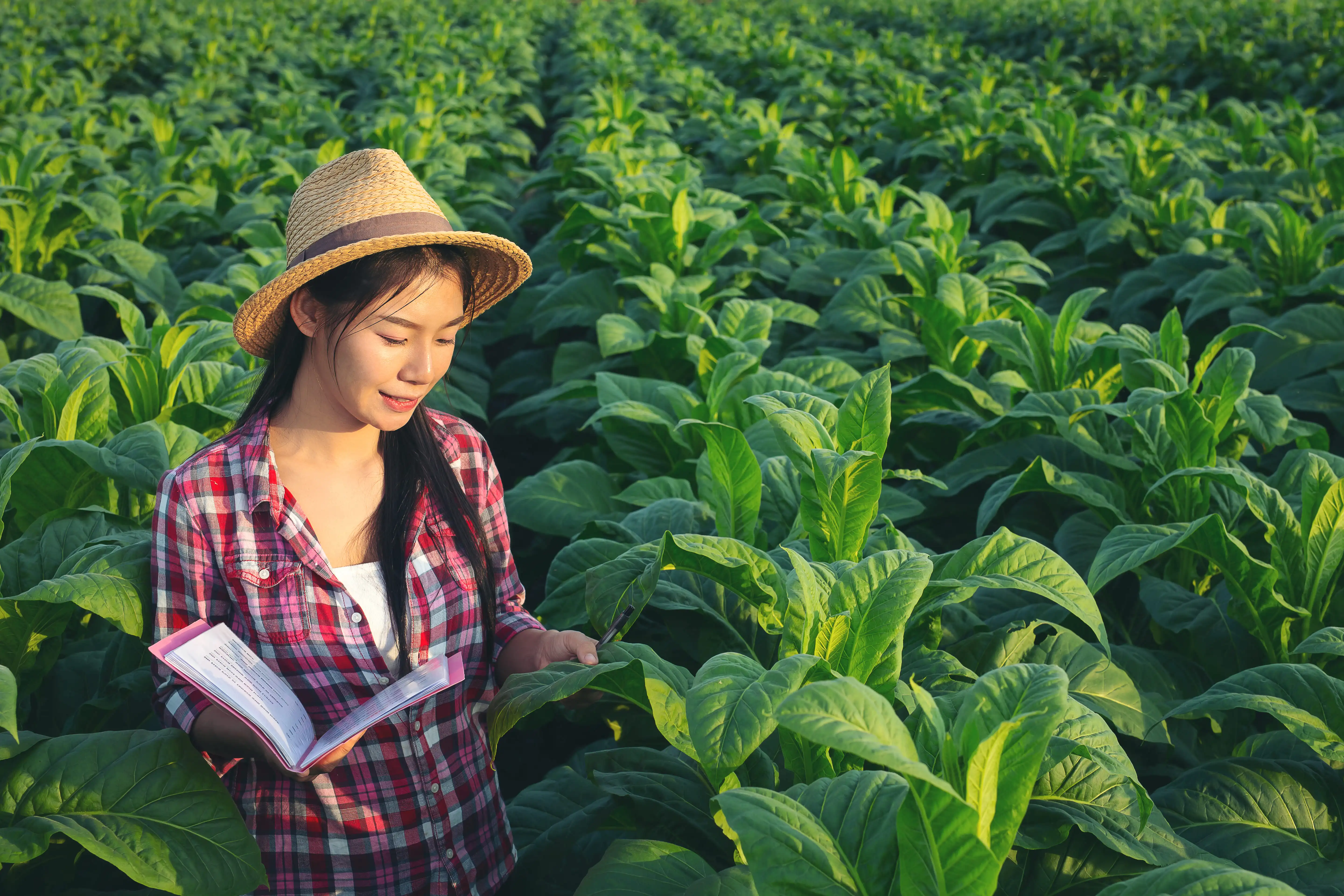 Farmers checking fields