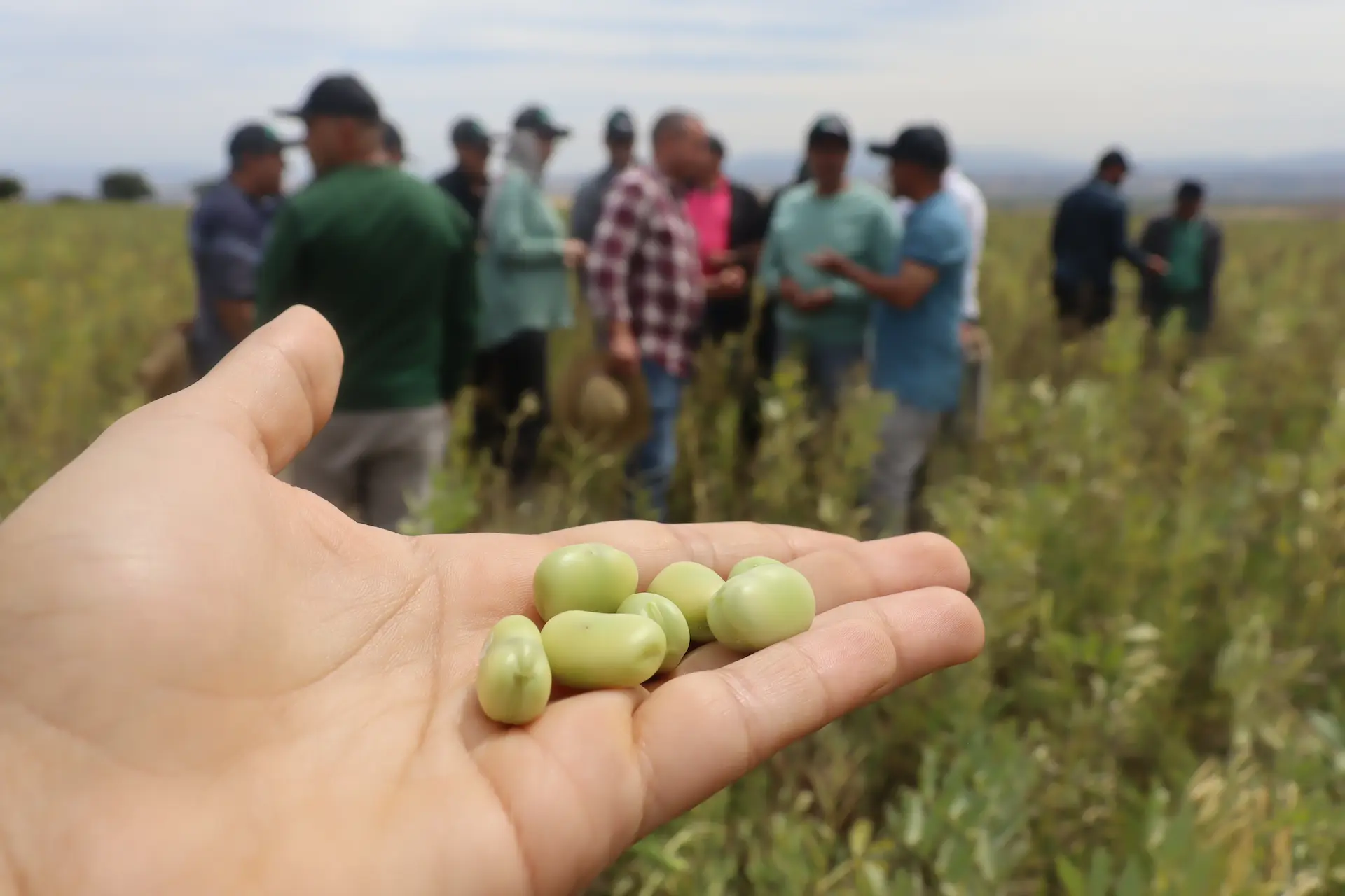 Fresh Nejma faba bean seeds