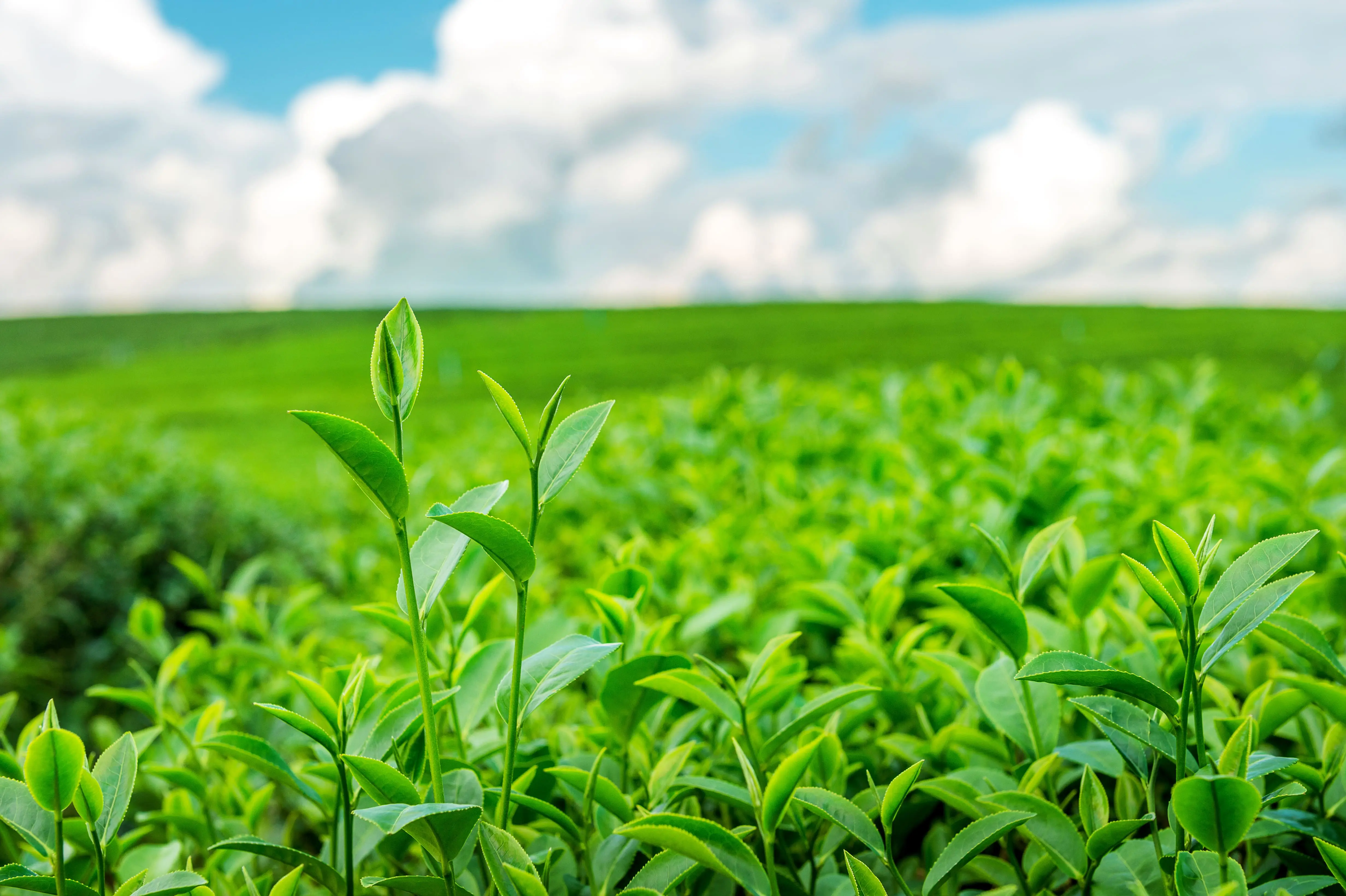 Farming Plantations