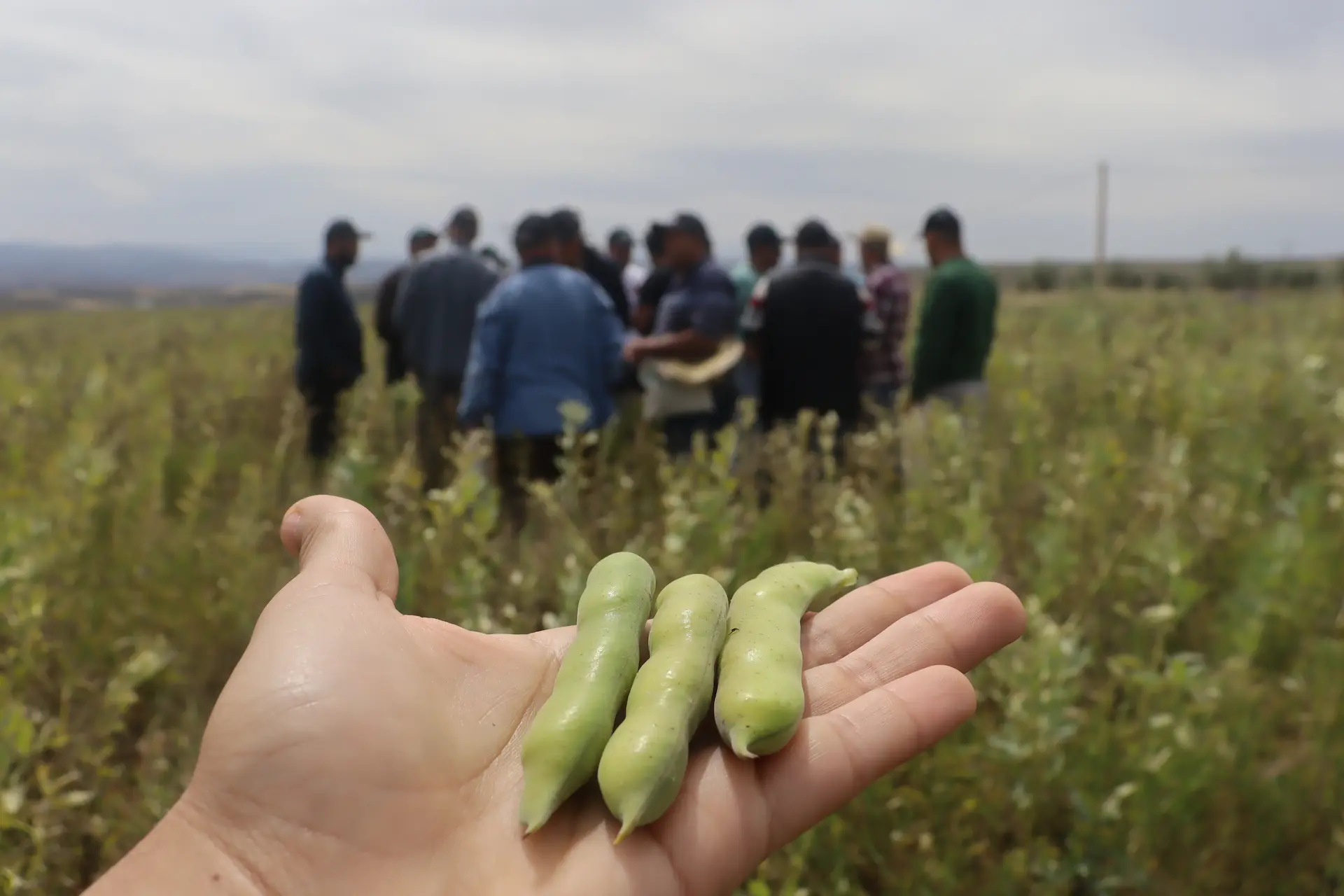 Nejma faba bean pods in field