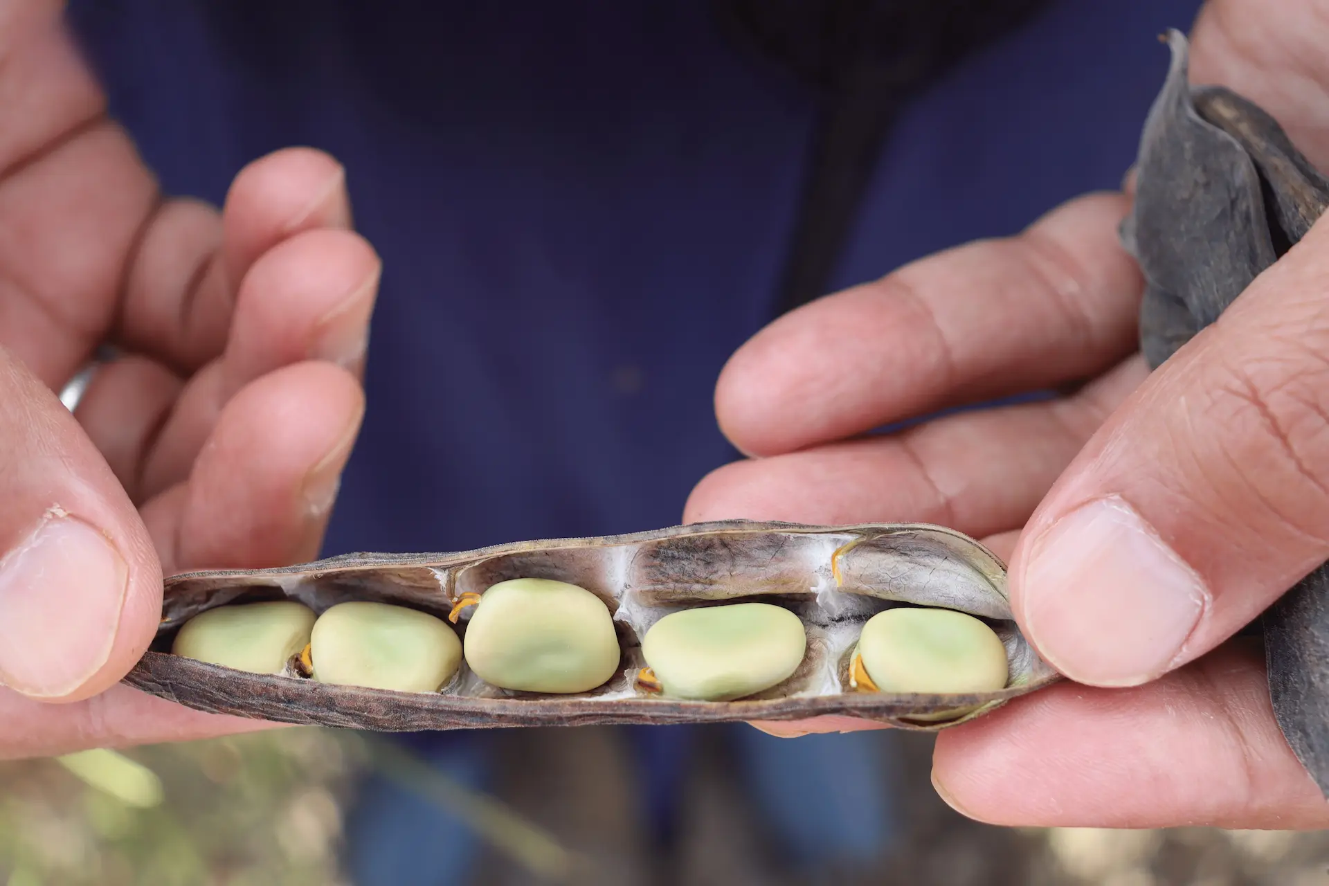 Opened Nejma faba bean pod